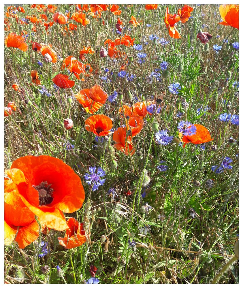 Mohnblumen Foto & Bild | mohnblumenfelder, natur Bilder auf fotocommunity