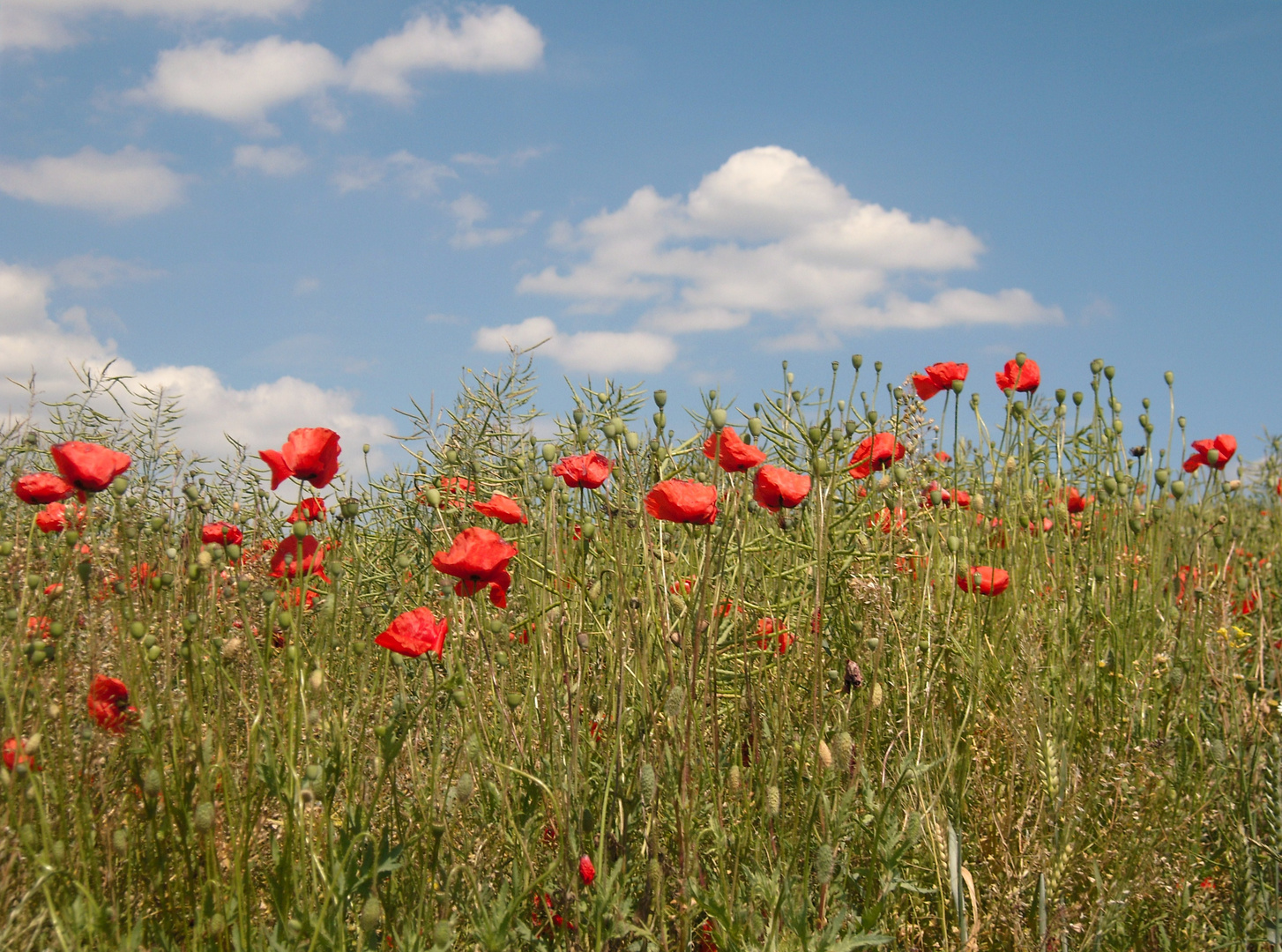 mohnblumen