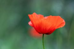 Mohnblumen  