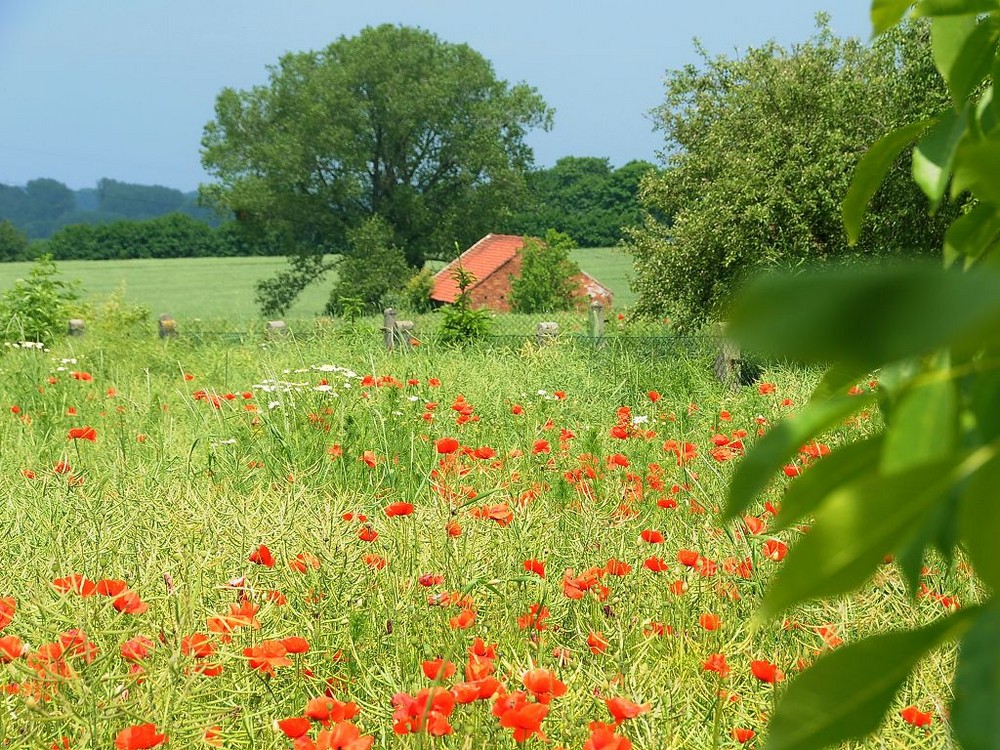 Mohnblumen