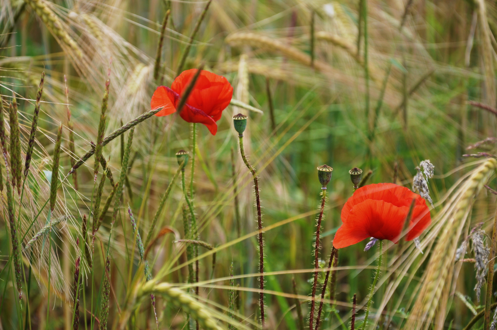 ... Mohnblumen....