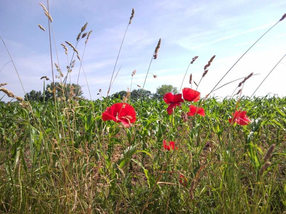 Mohnblumen von Karsten Hönsch 