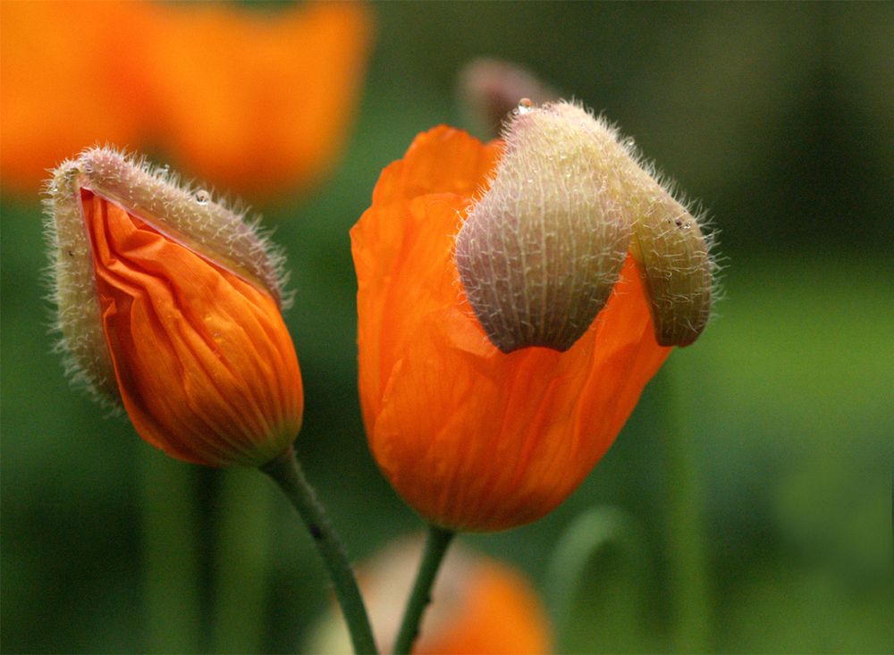 Mohnblumen Foto &amp; Bild | pflanzen, pilze &amp; flechten, blüten ...