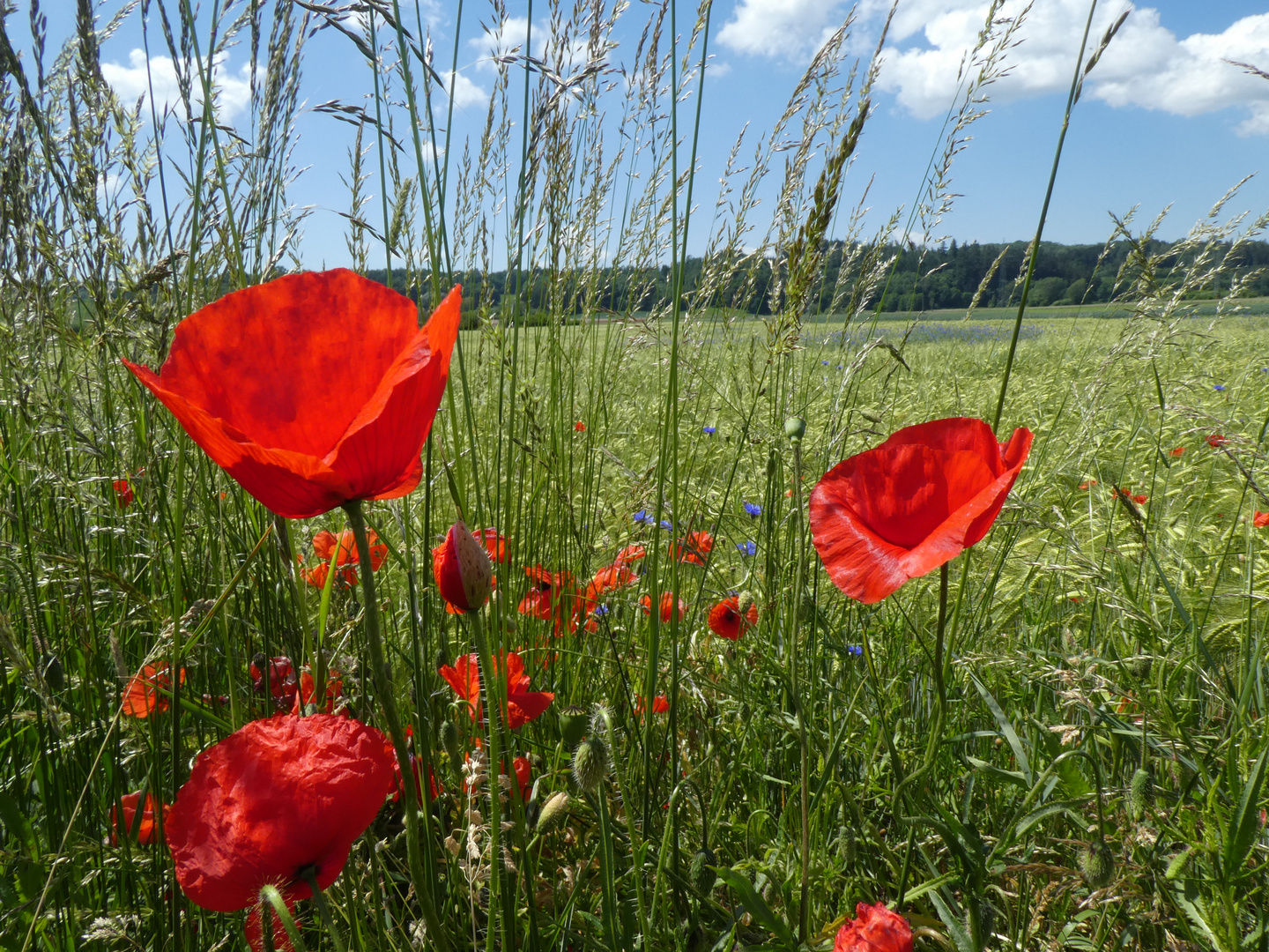 Mohnblumen