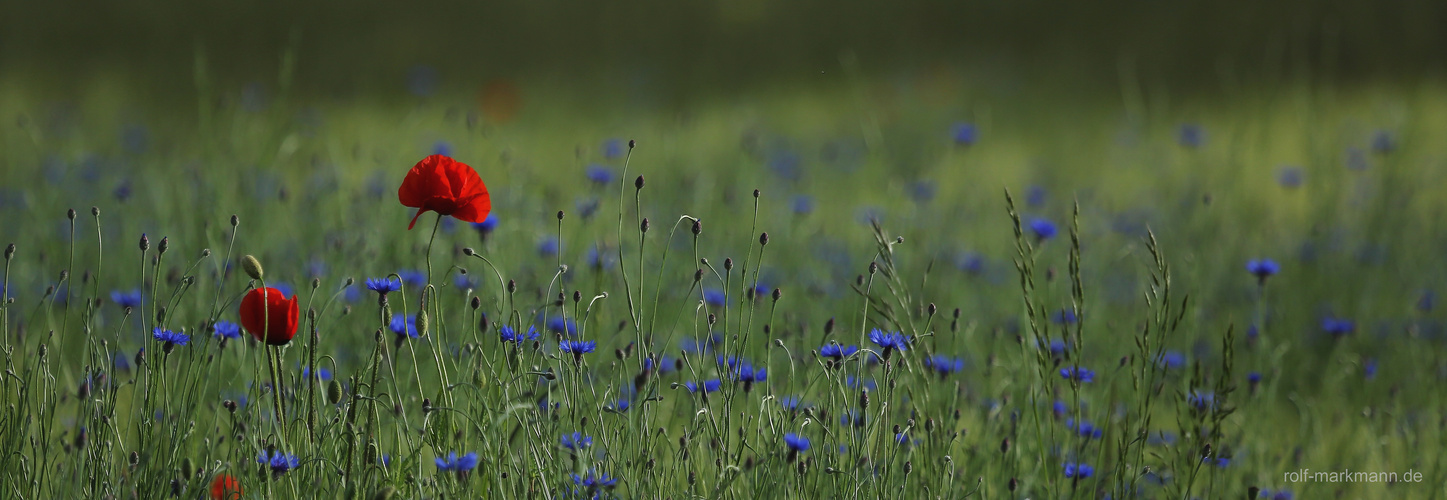 Mohnblumen