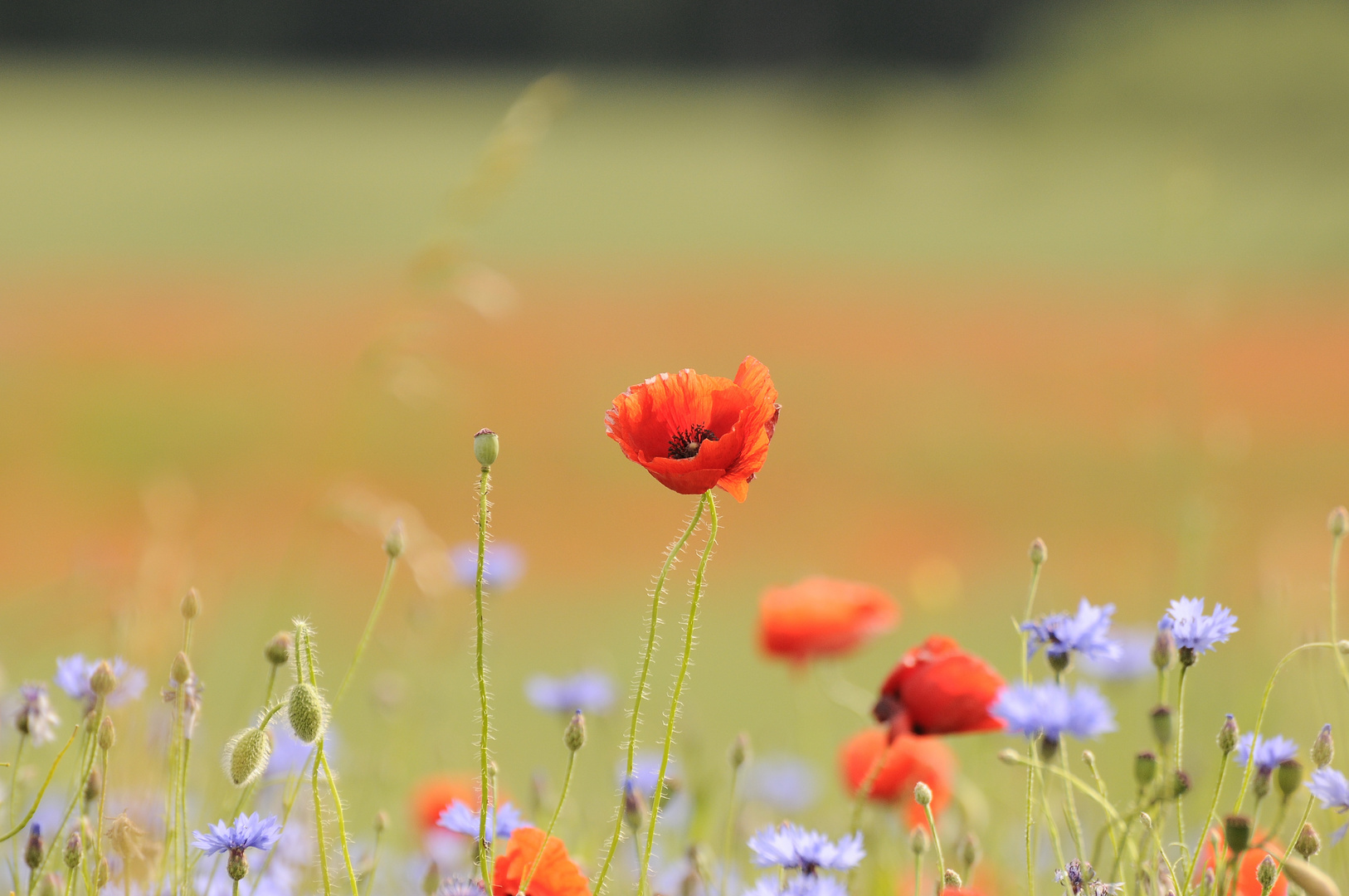 Mohnblumen als Sommerboten