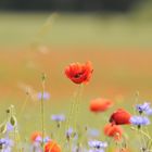 Mohnblumen als Sommerboten