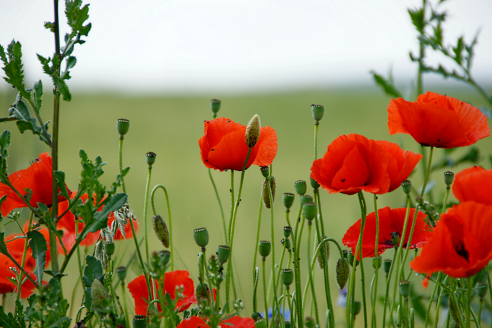 Mohnblumen am Feld