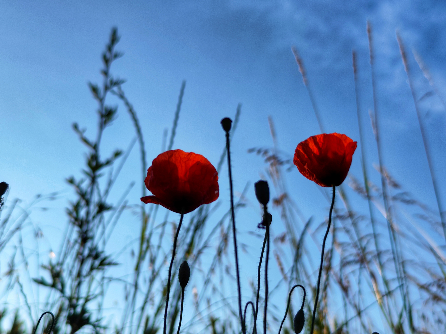 Mohnblumen am Feld