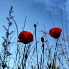 Mohnblumen am Feld