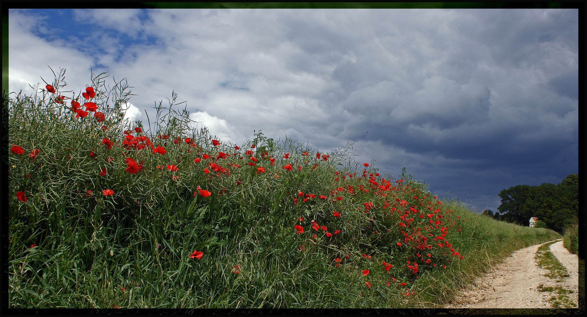 Mohnblumen am Feldrain