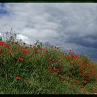 Mohnblumen am Feldrain