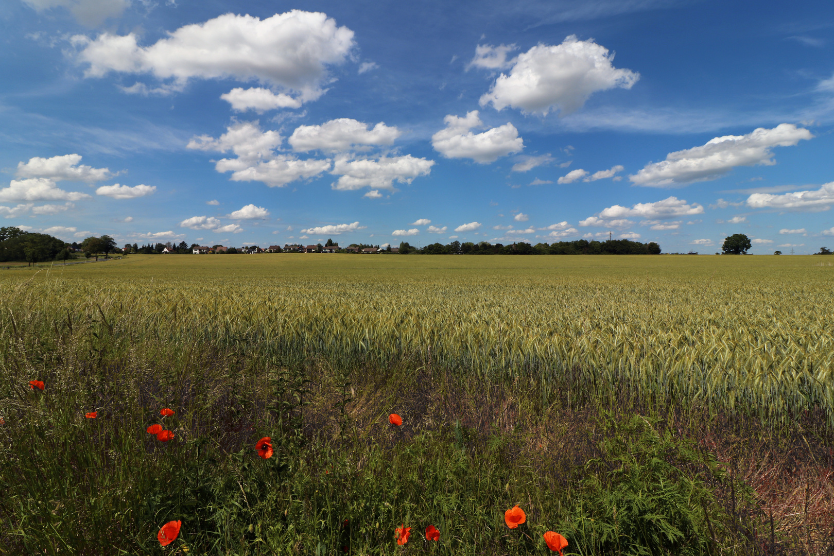 Mohnblumen am Feldrand