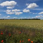 Mohnblumen am Feldrand