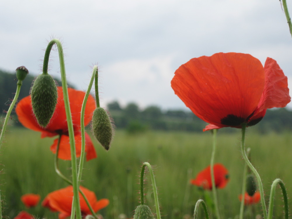 Mohnblumen am Feldrand