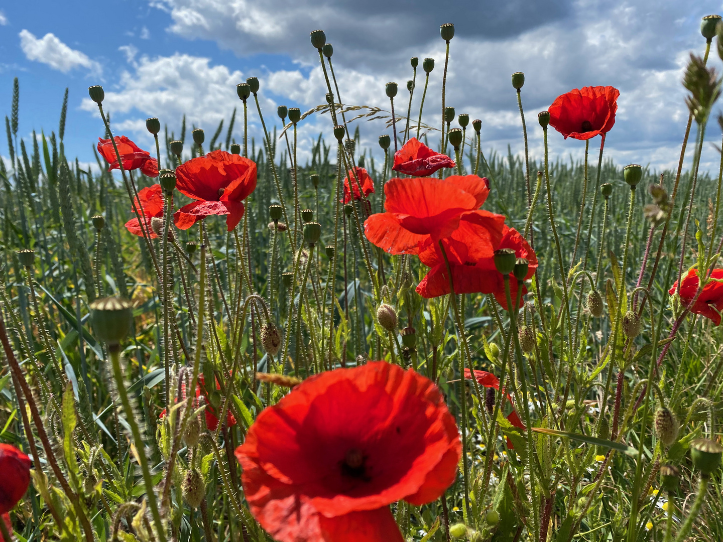 Mohnblumen am Feldrand