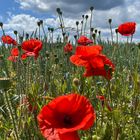 Mohnblumen am Feldrand