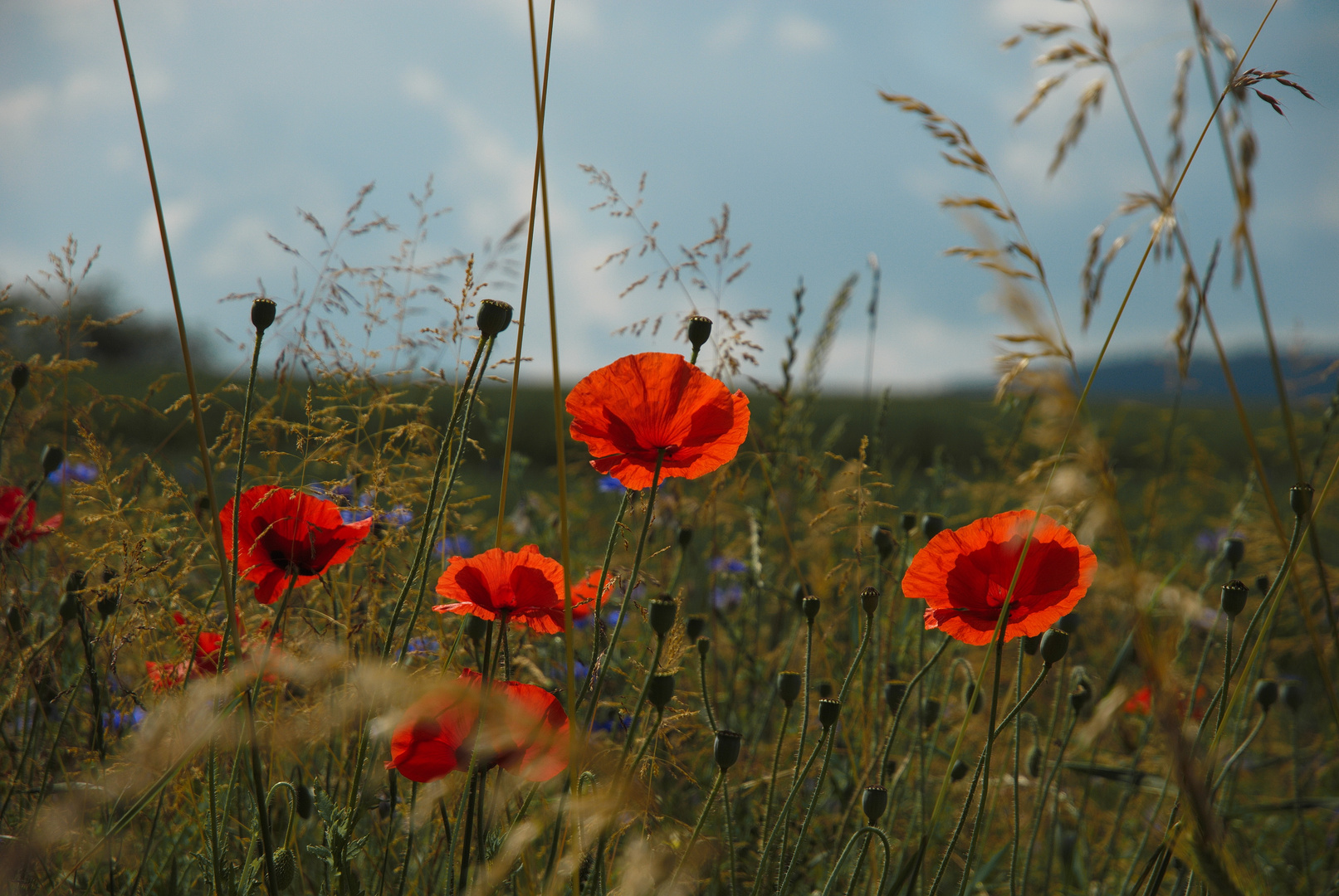 Mohnblumen am Feldrand