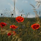 Mohnblumen am Feldrand