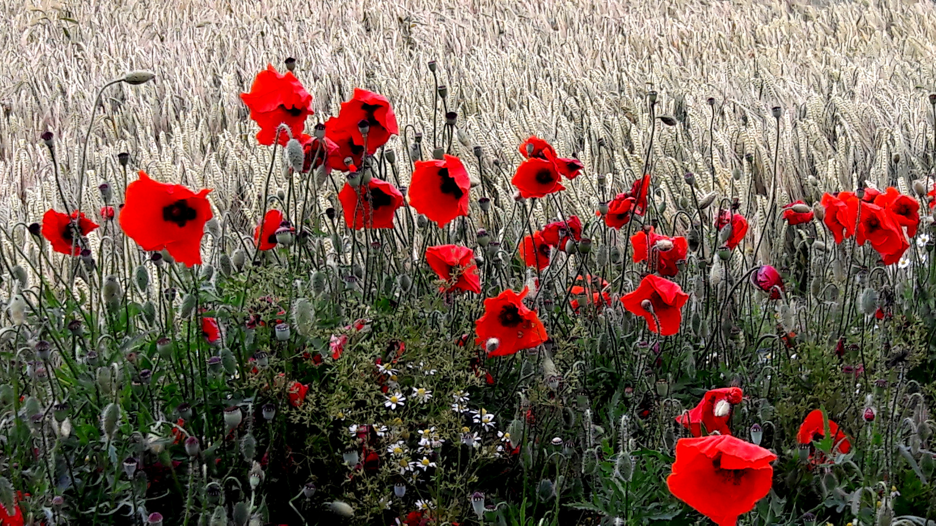 Mohnblumen am Feldrand