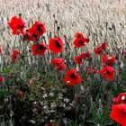 Mohnblumen am Feldrand