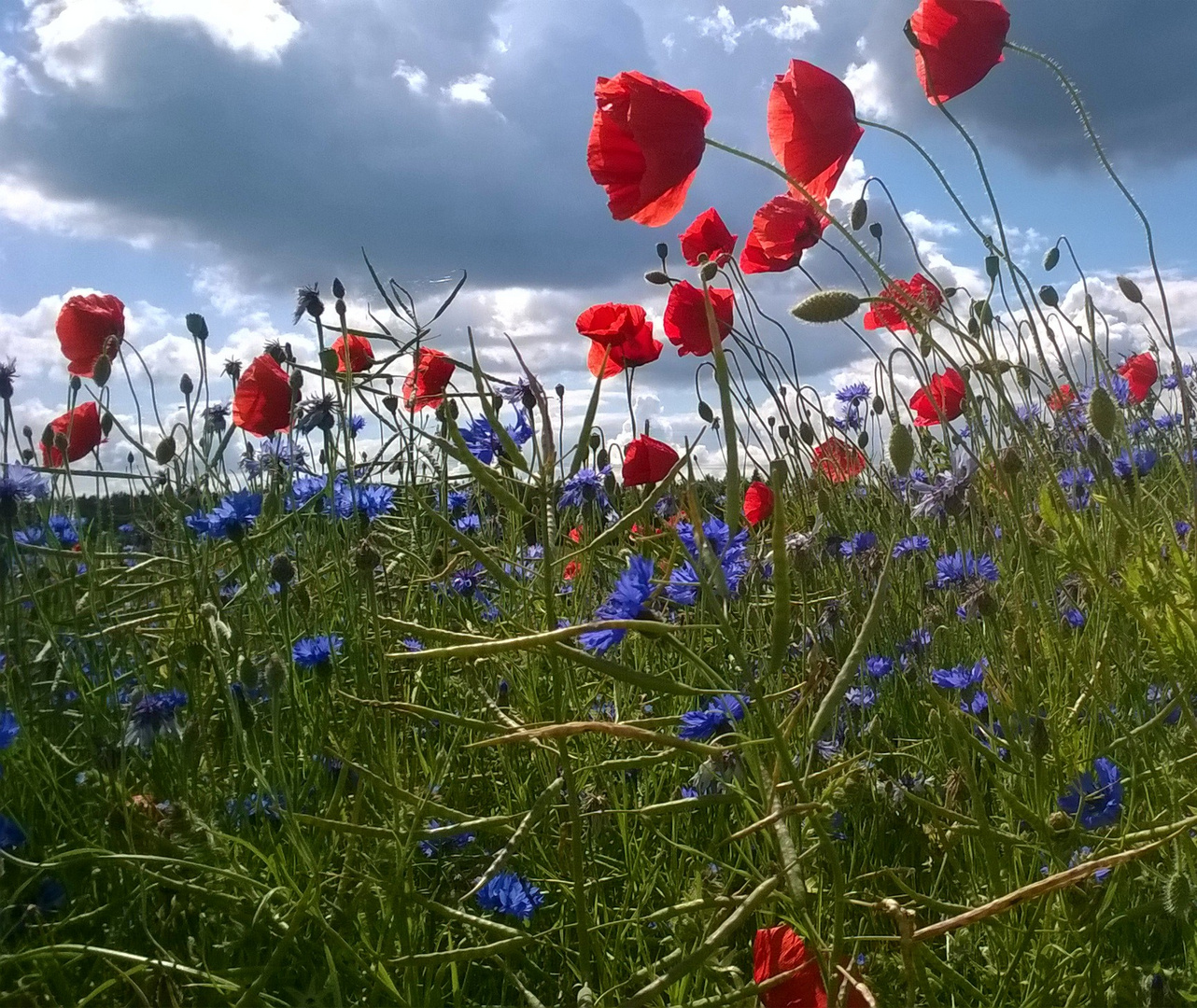 Mohnblumen am Feldrand