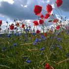 Mohnblumen am Feldrand