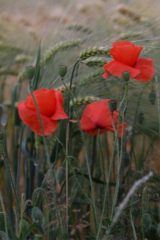 Mohnblumen am Kornfeld