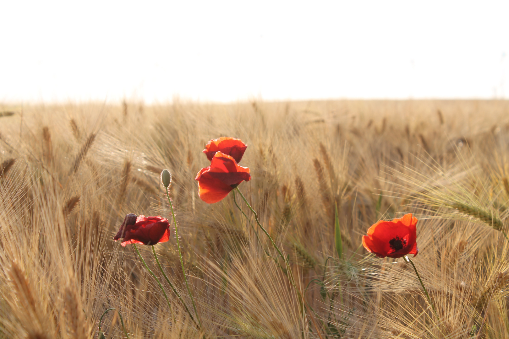 Mohnblumen am Kornfeldrand