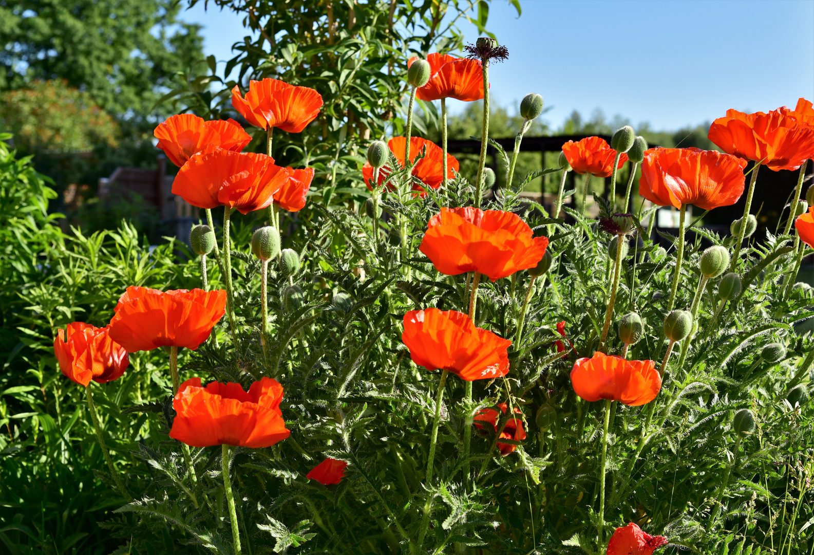 Mohnblumen am morgen