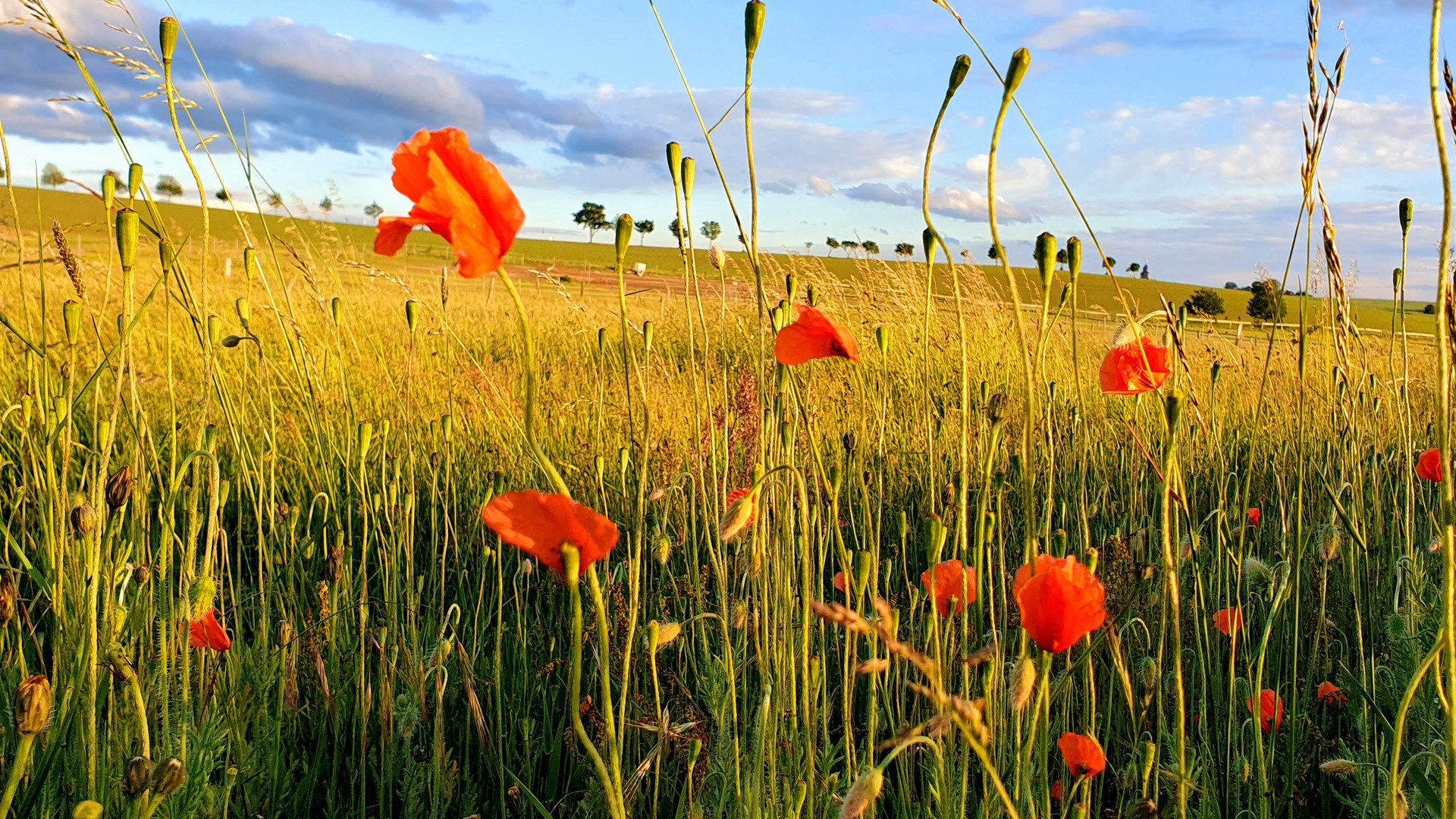 Mohnblumen am Rand der Koppel