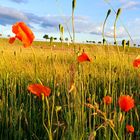 Mohnblumen am Rand der Koppel