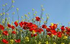 Feldblumen u. Gräser