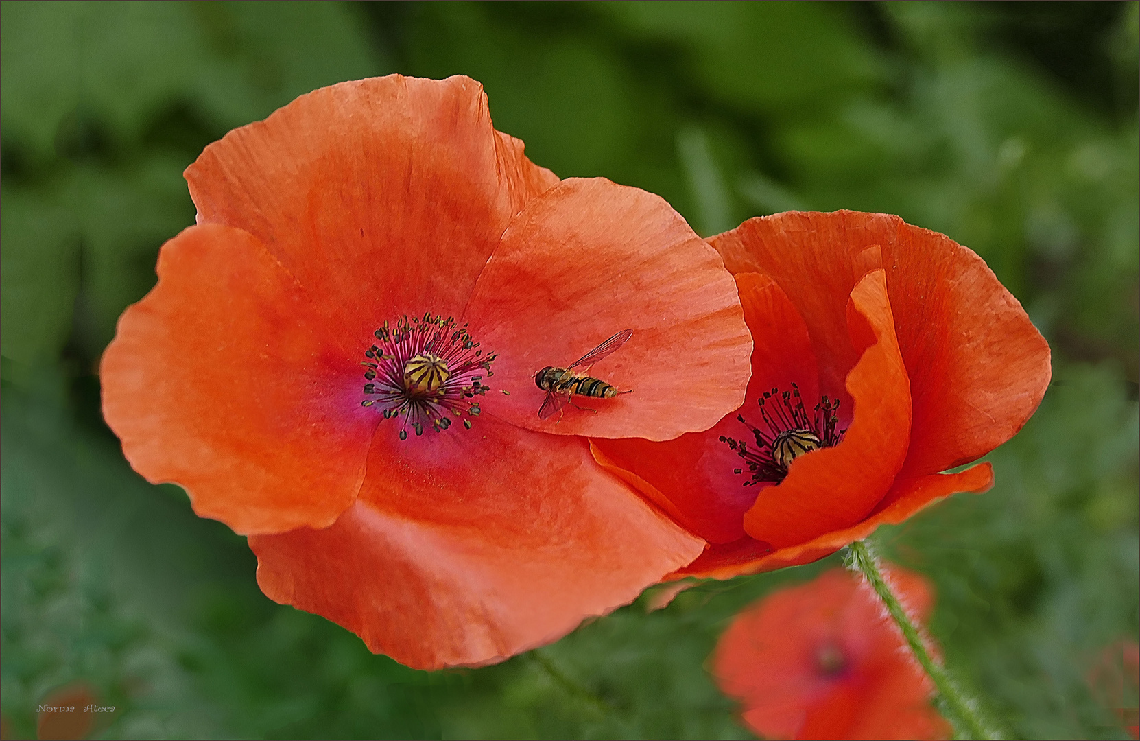 Mohnblumen am Sommertag.