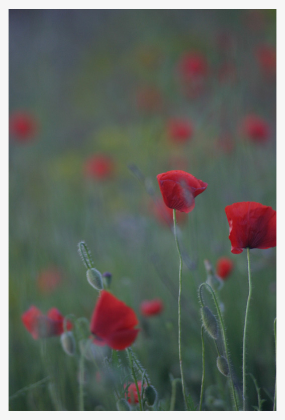 Mohnblumen am Sraßenrand