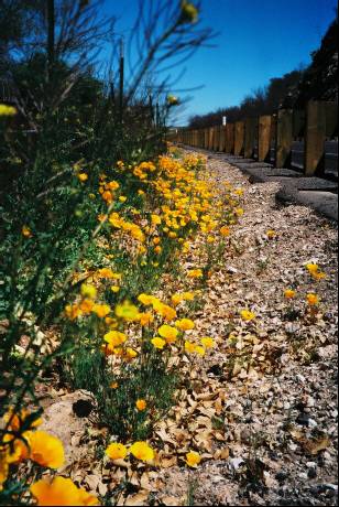 Mohnblumen am Strassenrand