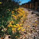 Mohnblumen am Strassenrand