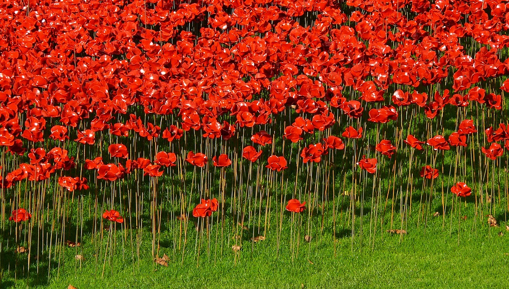 Mohnblumen am Tower