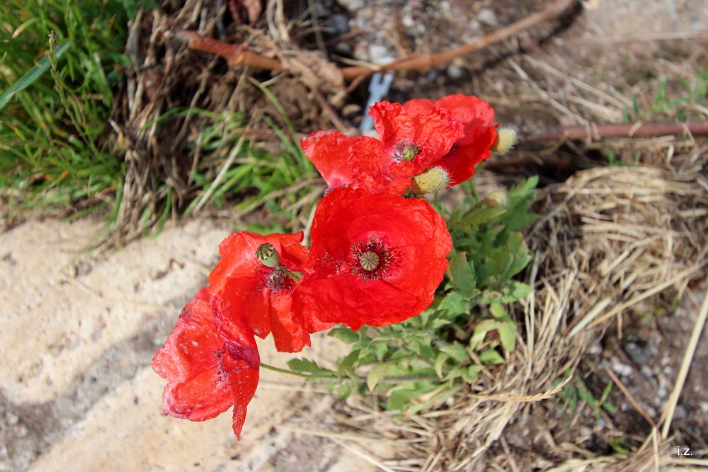 Mohnblumen am Wegesrand