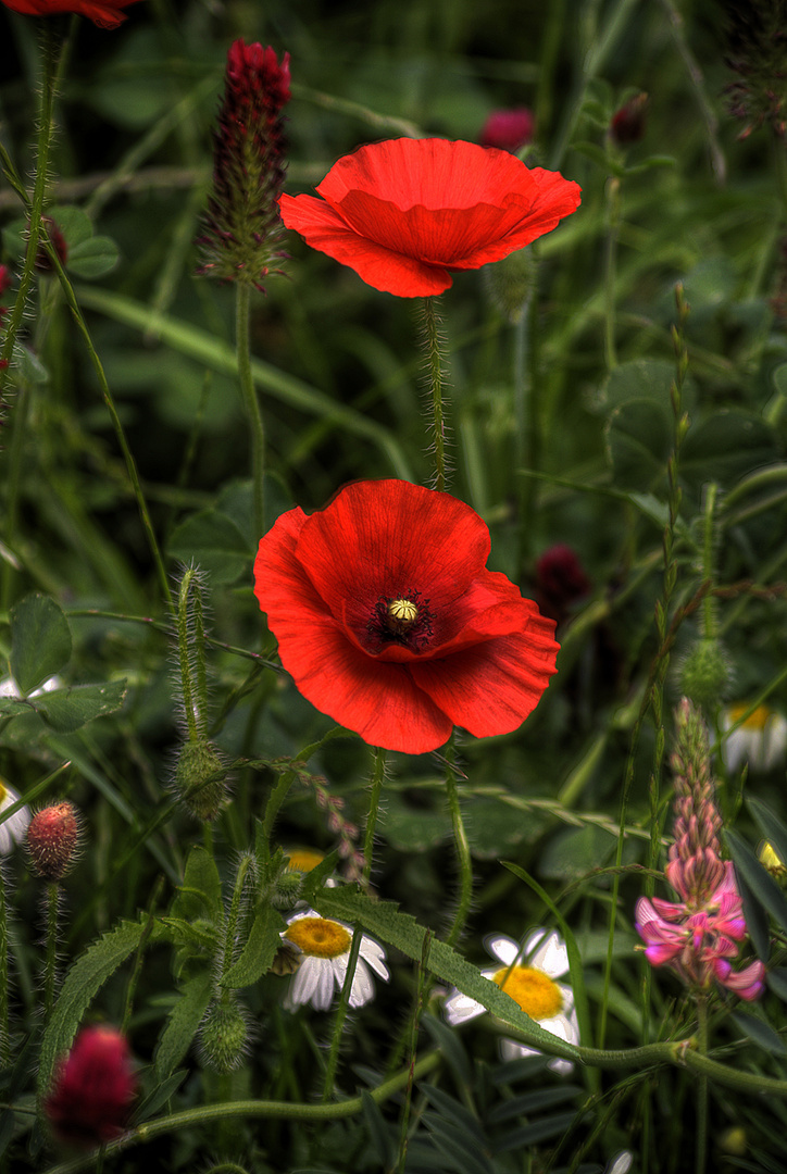 Mohnblumen am Wegesrand 2