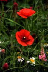 Mohnblumen am Wegesrand 2