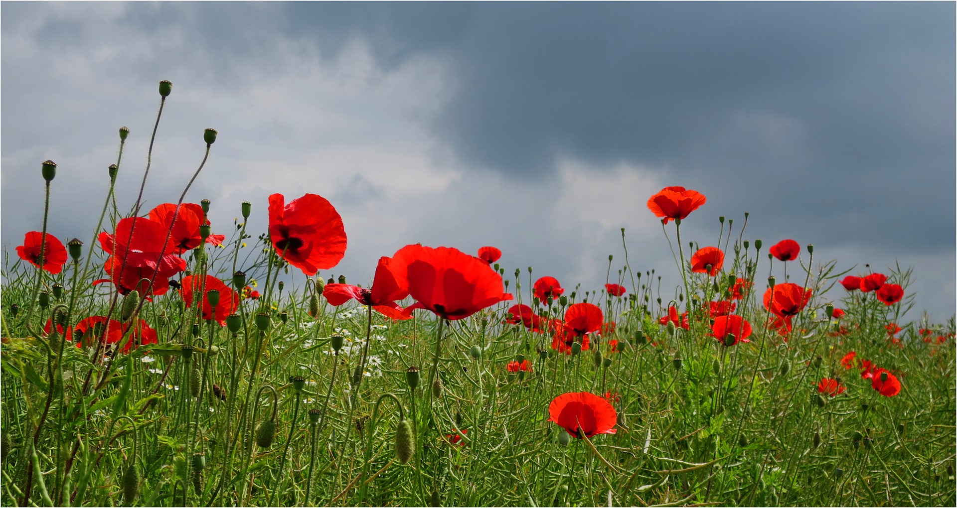 Mohnblumen am Wegesrand