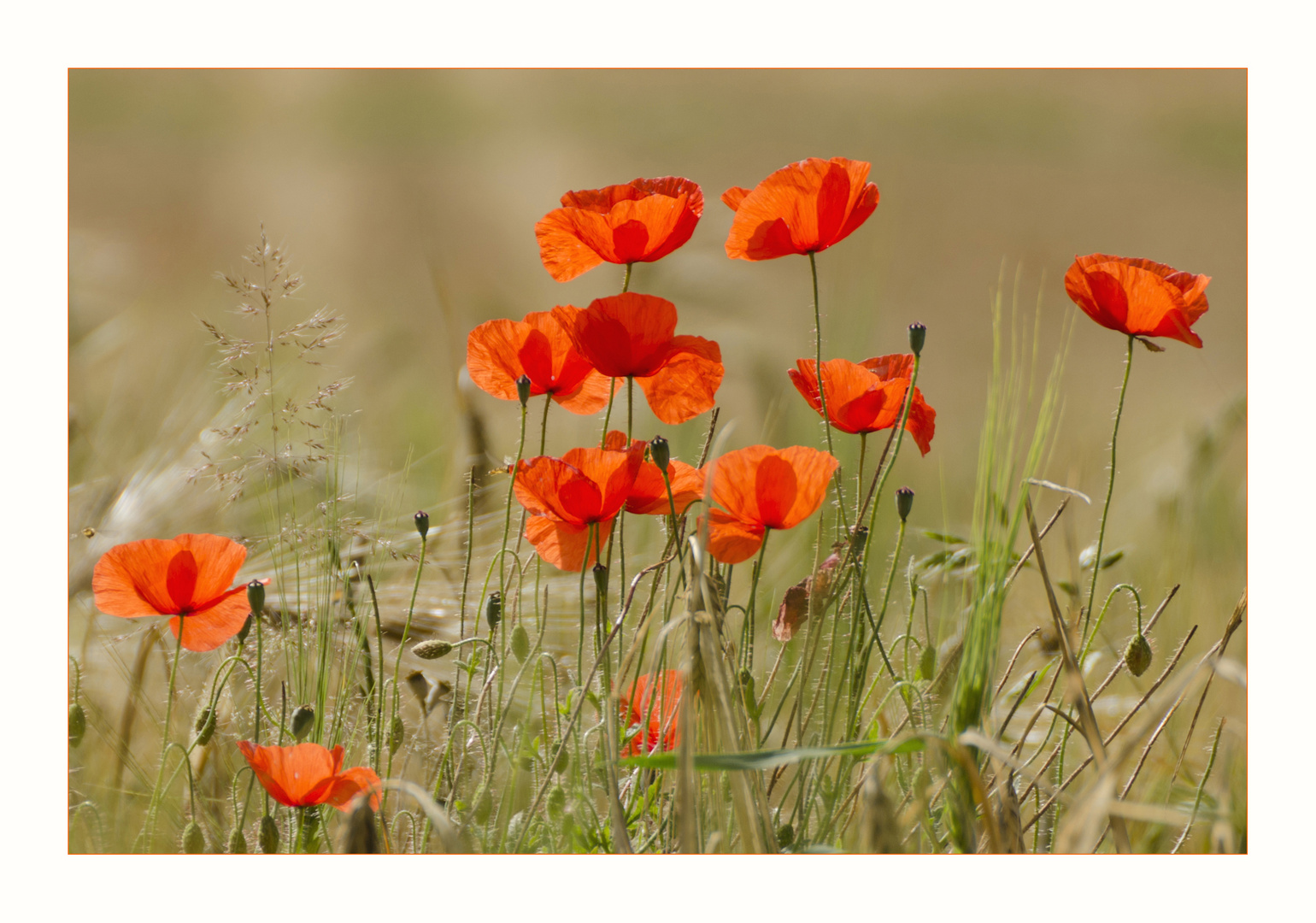 Mohnblumen am Wegesrand