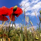 Mohnblumen am Wegesrand