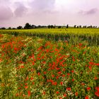 Mohnblumen am Wegesrand