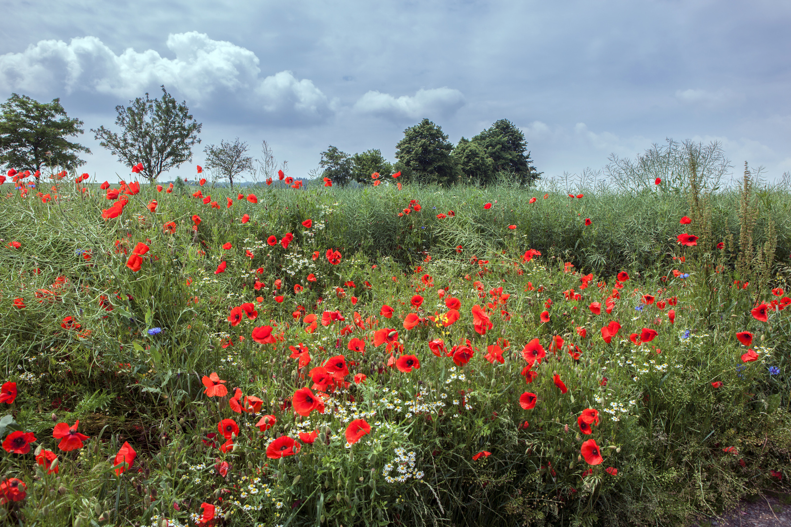  Mohnblumen am Wegesrand