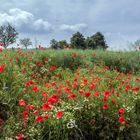  Mohnblumen am Wegesrand