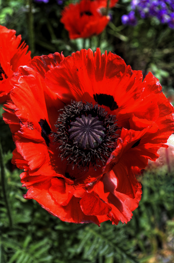 Mohnblumen am Wegesrand