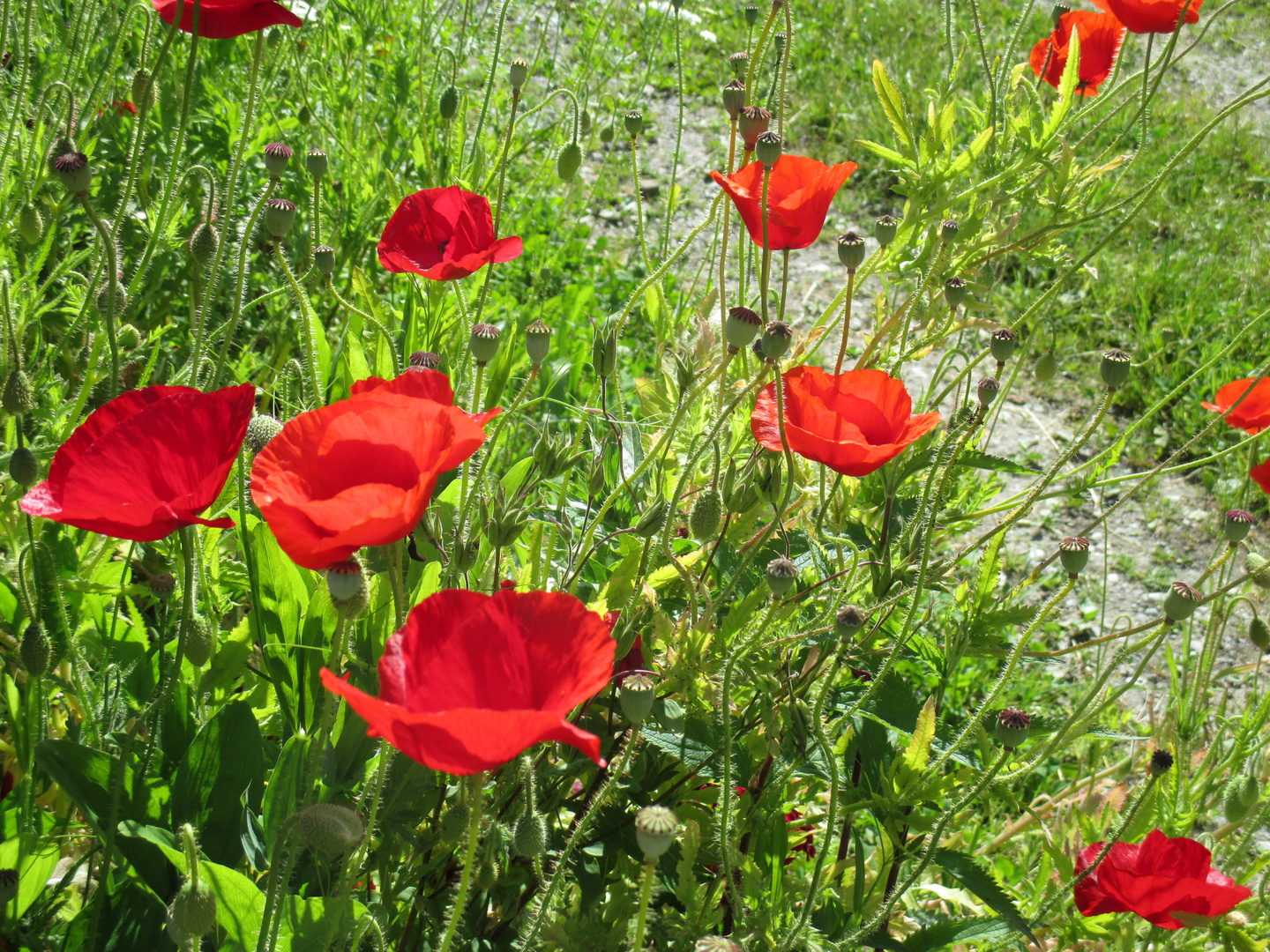 Mohnblumen am Wegrand