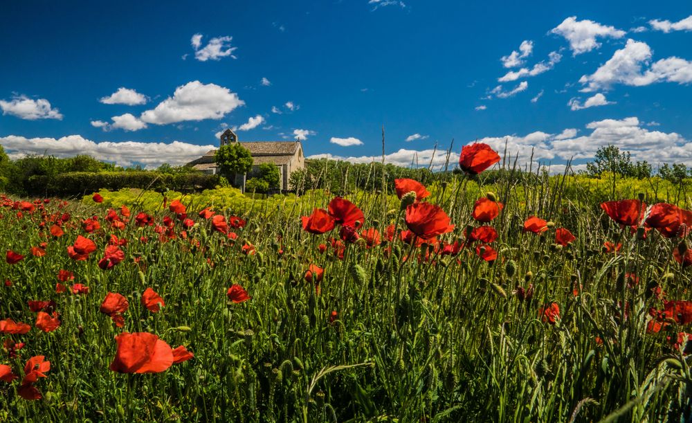 Mohnblumen an der Prieure de Salagon